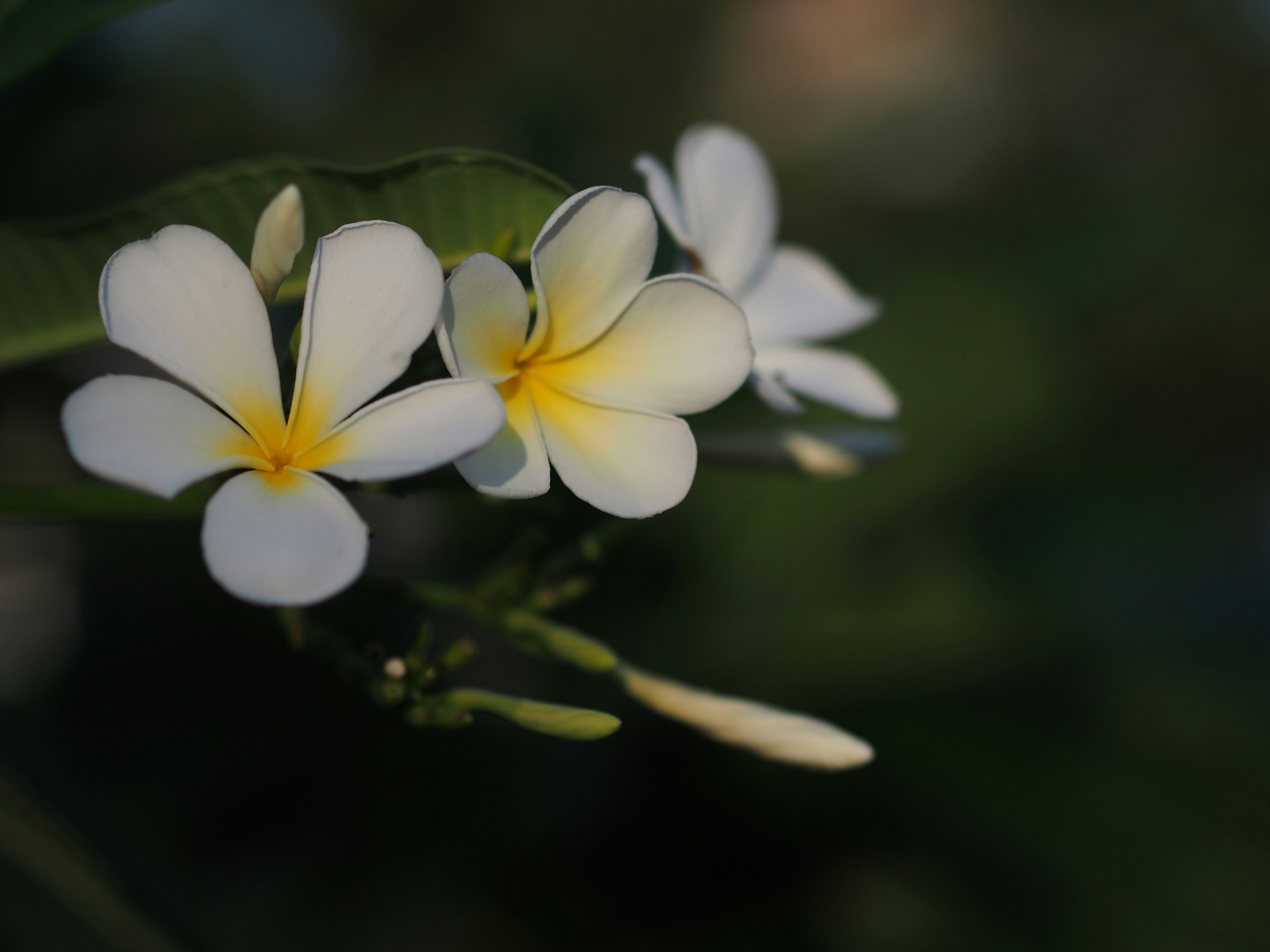 Photo by haimourinho