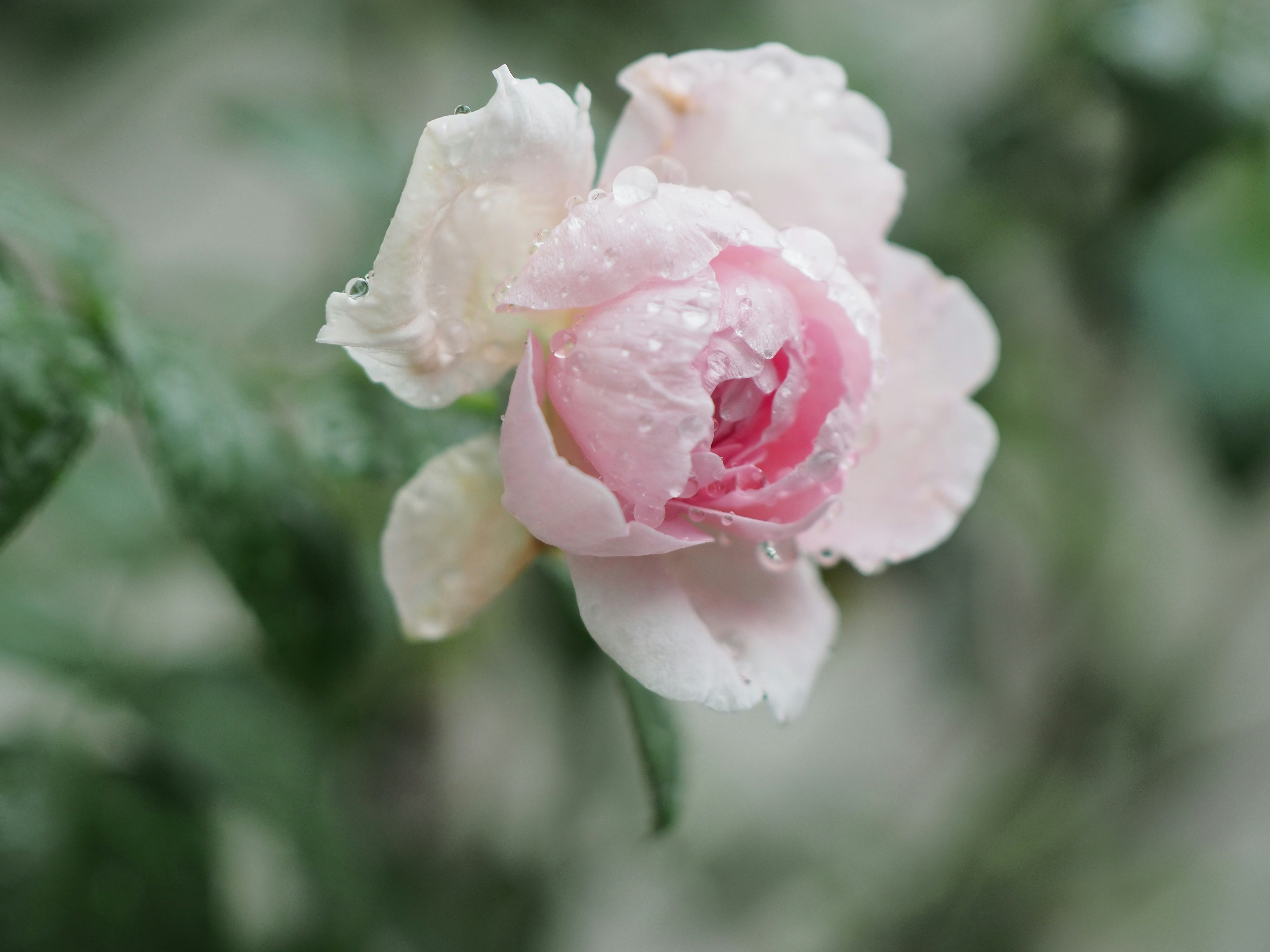 Photo by haimourinho