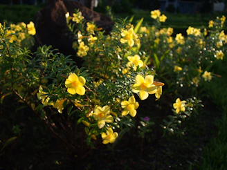 Close-up of vibrant Acacia flowers glowing under sunlight in a natural garden setting