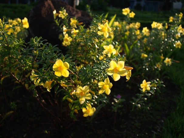 Close-up of vibrant Acacia flowers glowing under sunlight in a natural garden setting