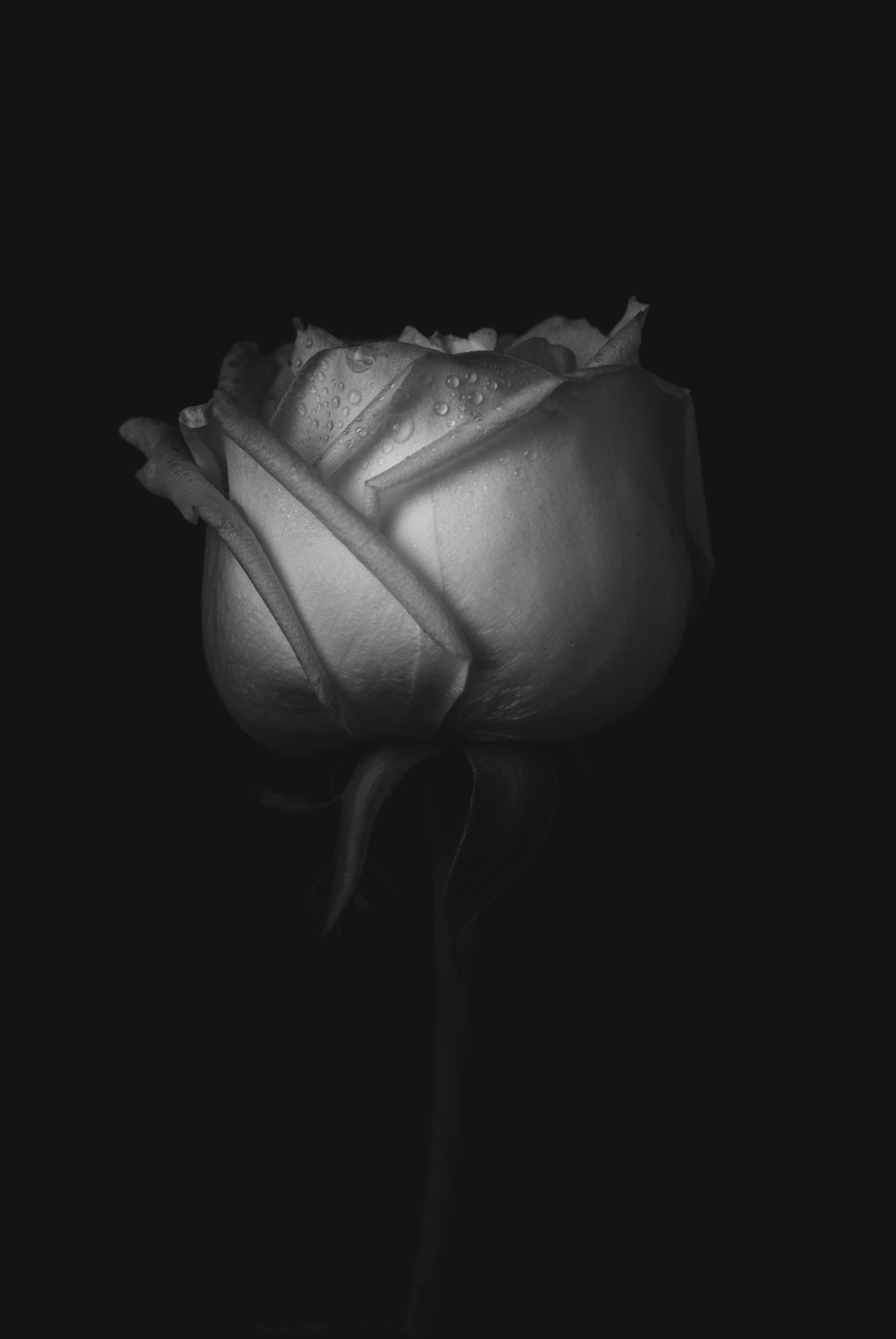 a black and white photo of a rose