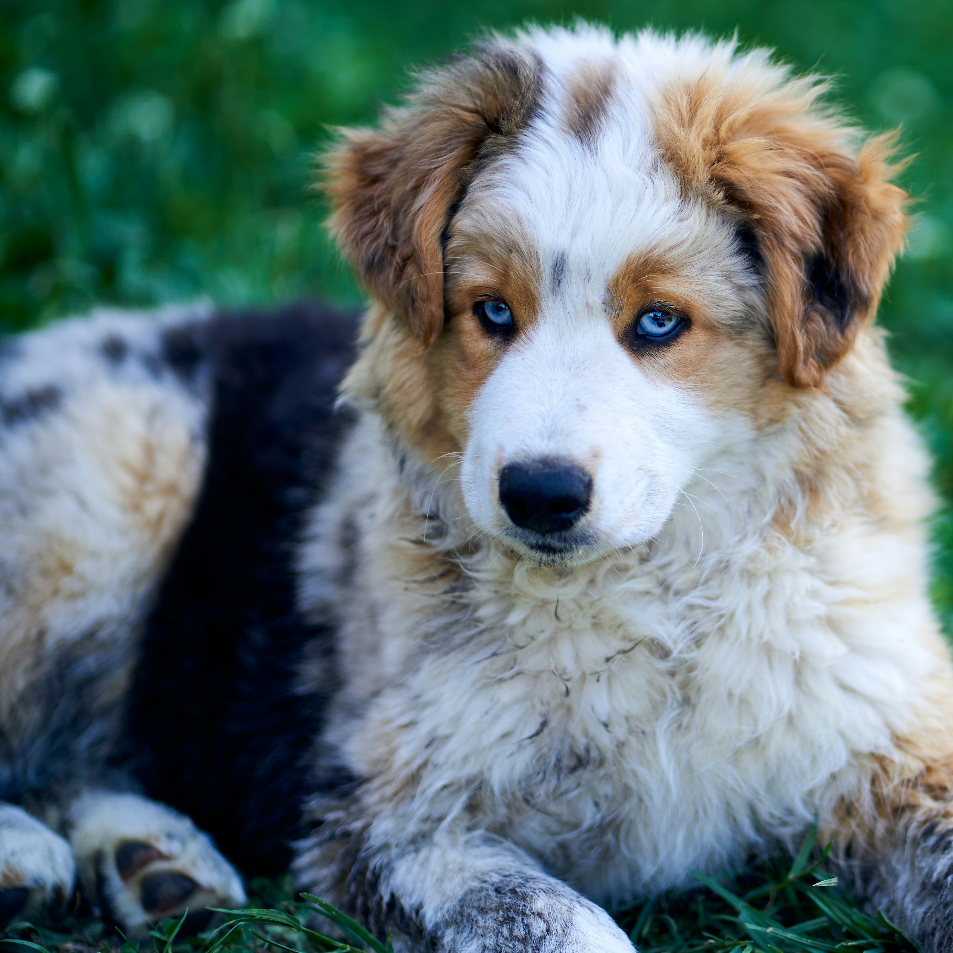 Adorable Blue Eyes Puppies You Can Adopt