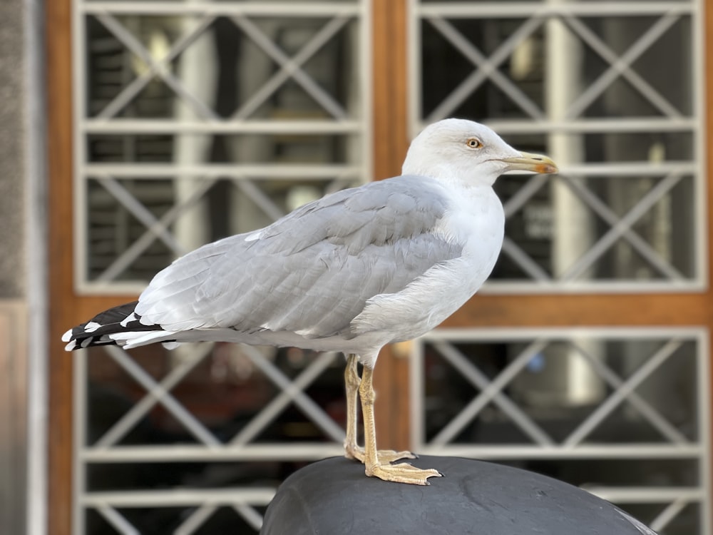 a seagull standing on top of a trash can