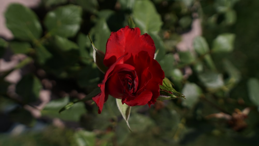 a single red rose blooming in a garden