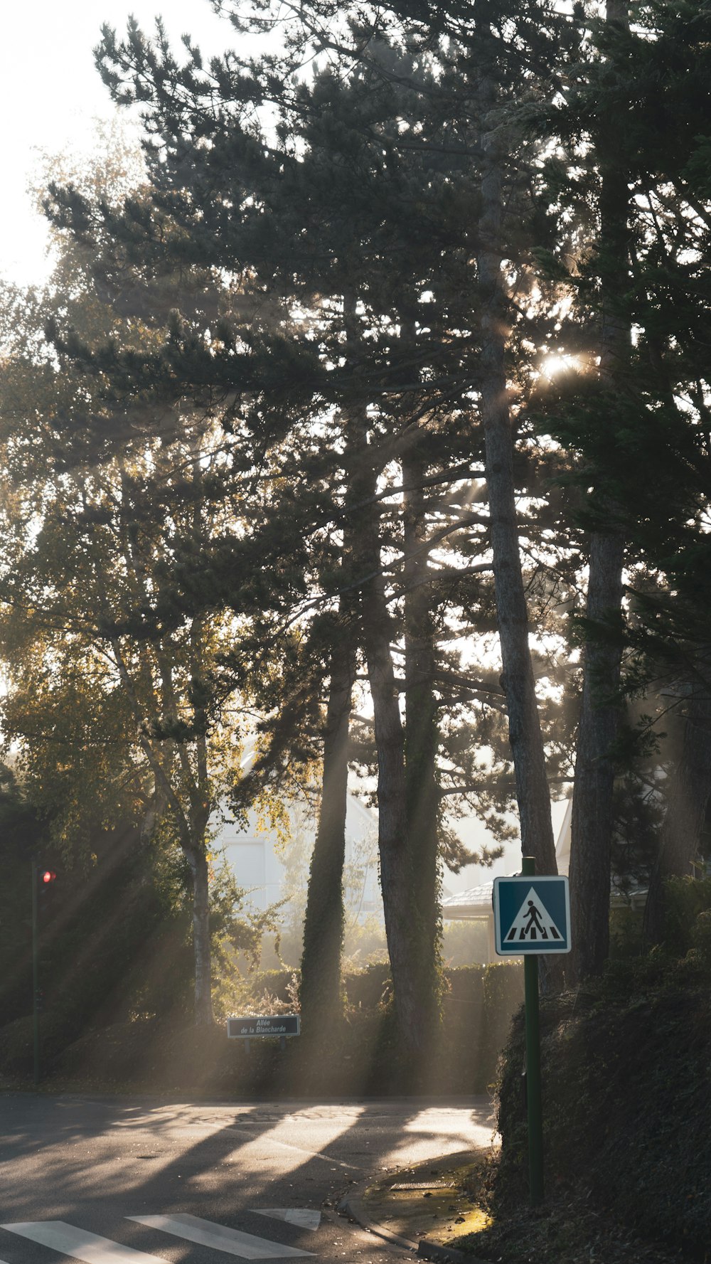 the sun shines through the trees on the road