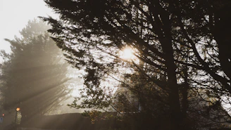 Sunlight filtering through dense tropical trees with a glimpse of the misty Tenorio volcano in the background.