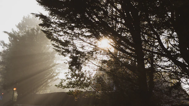 Sunlight filtering through dense tropical trees with a glimpse of the misty Tenorio volcano in the background.