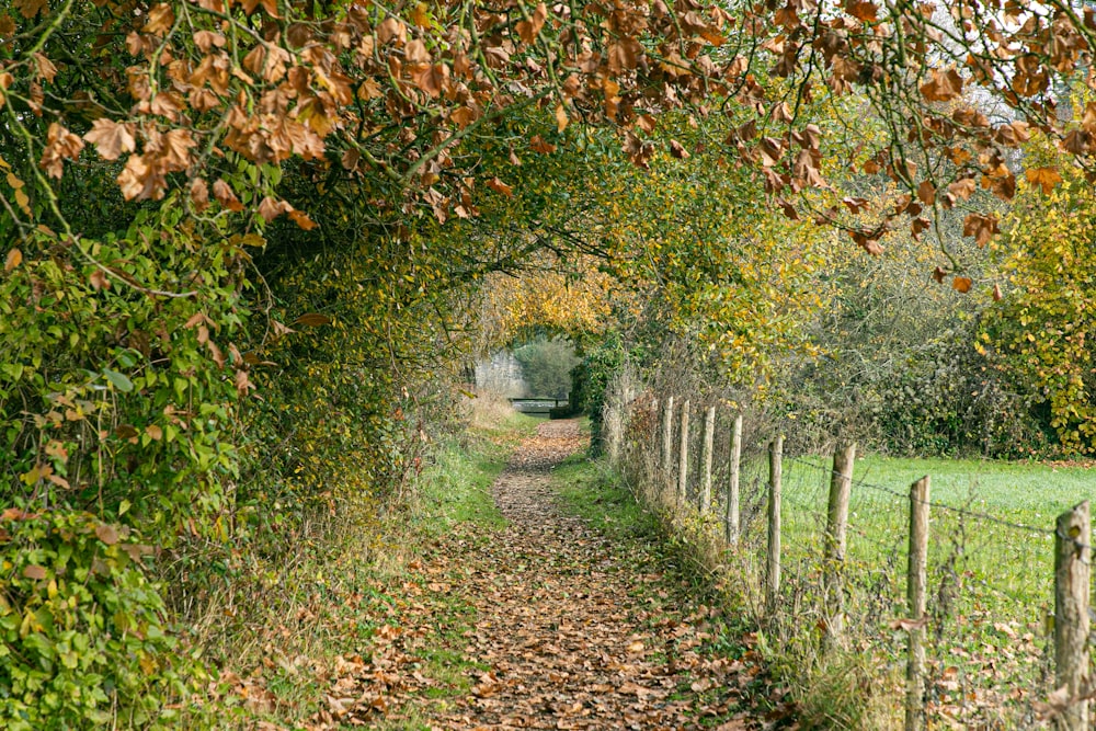 a dirt path with a fence and trees on both sides