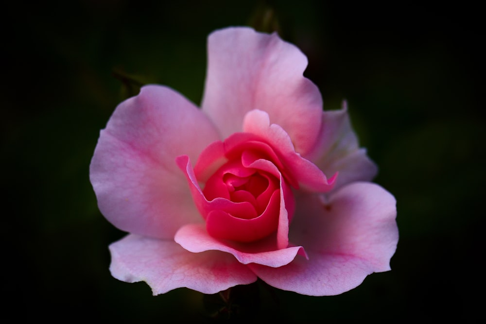 a pink flower with a black background