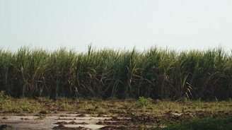 a field of tall grass next to a dirt road