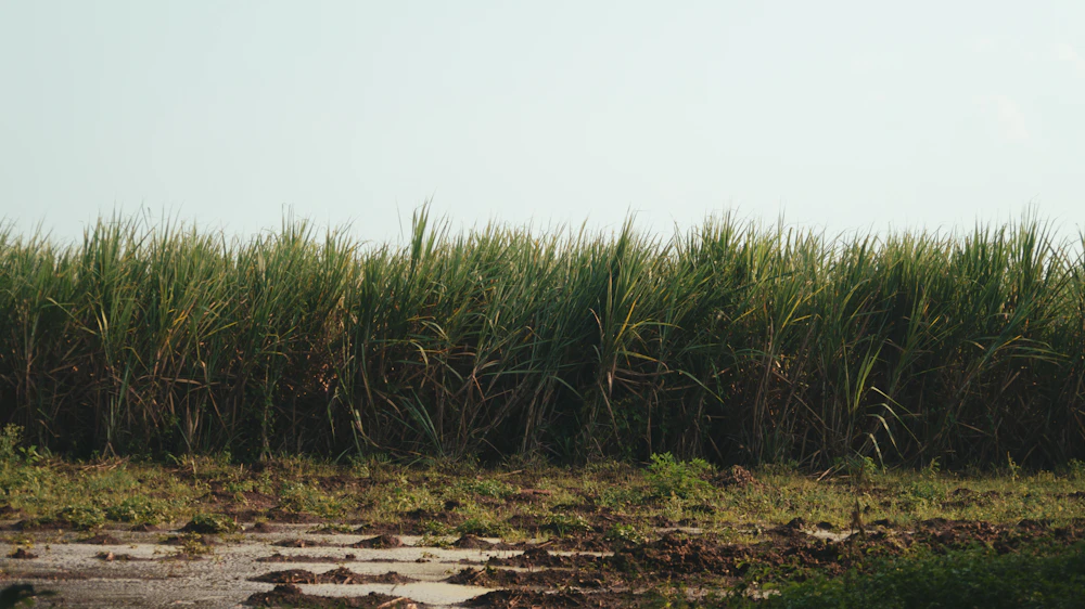 Tall green sugarcane field beside a farm dirt road