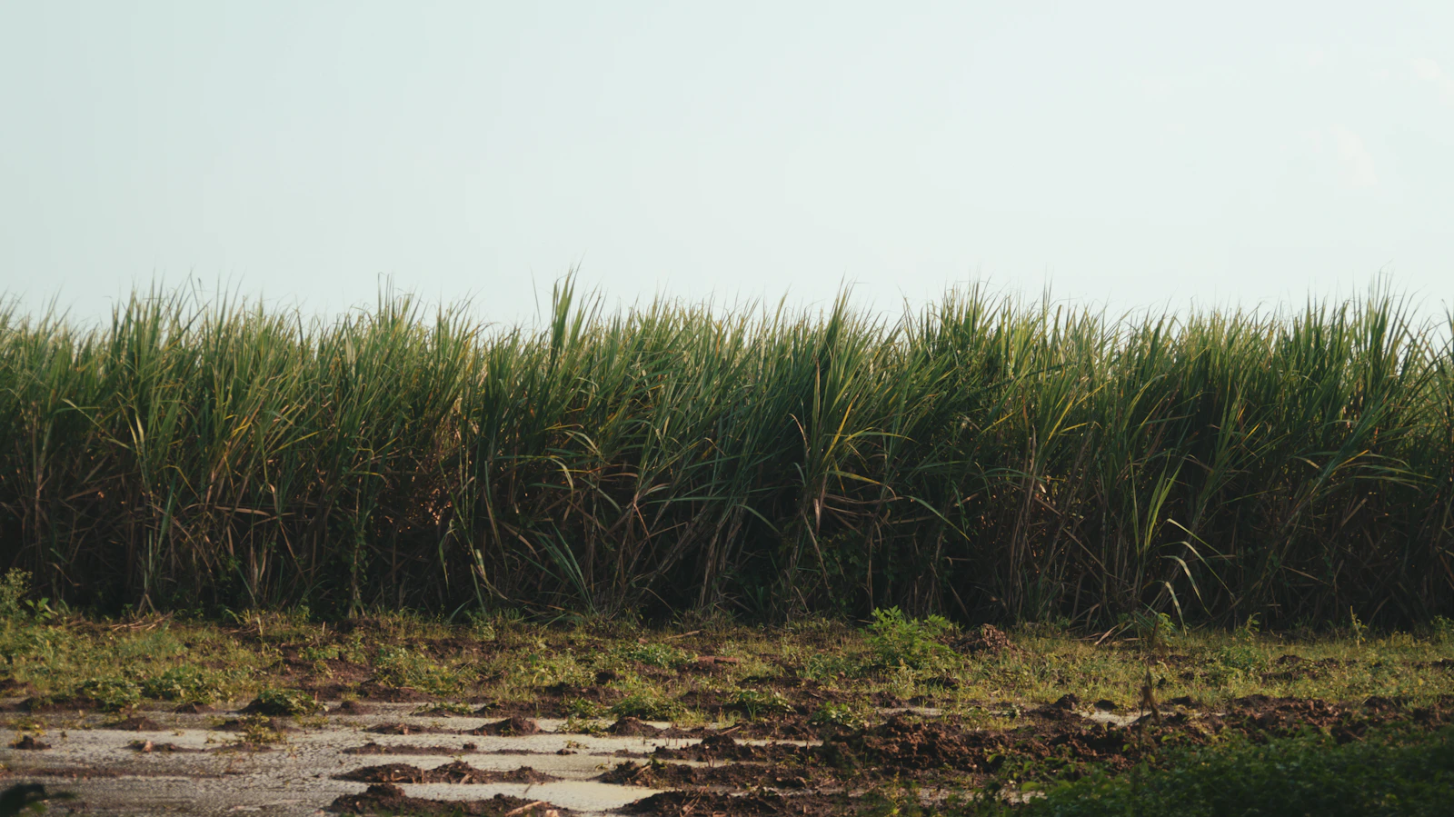 Tall green sugarcane field beside a farm dirt road