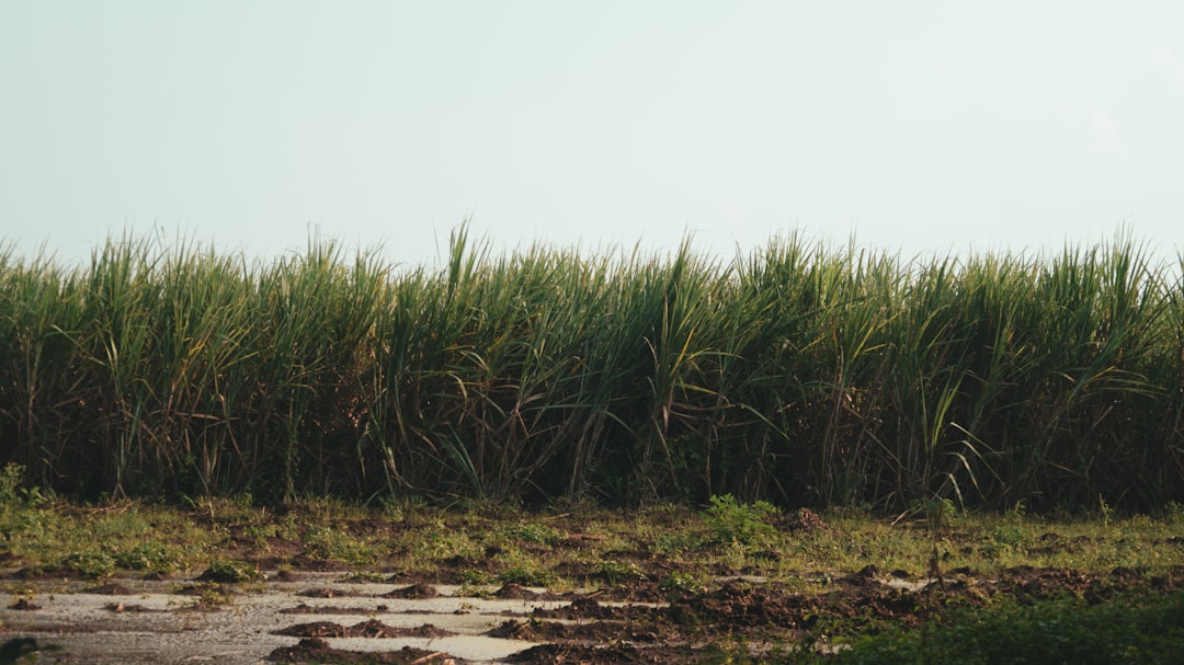 For Louisiana sugarcane producers, huge harvest tempered by arrival of invasive insect featured image