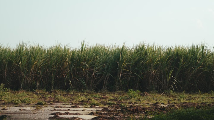 Sugarcane fields 