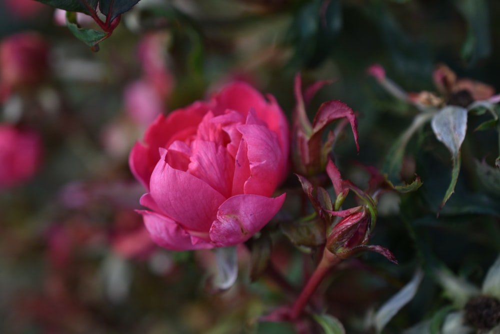 a close up of a pink flower on a bush
