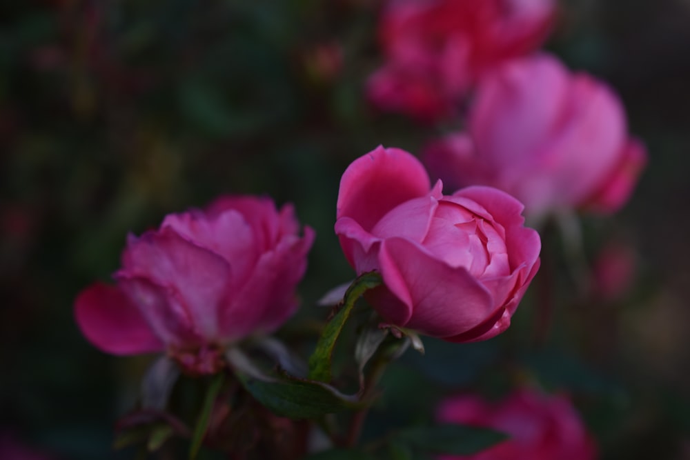 a bunch of pink roses that are blooming
