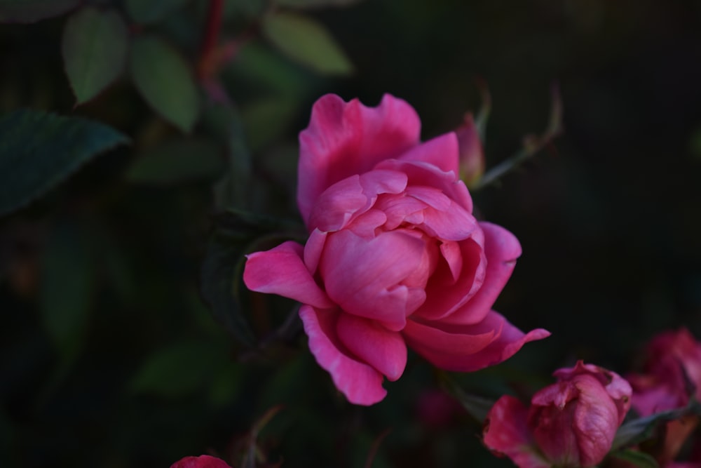 a pink rose is blooming in a garden