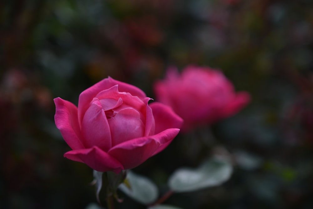 a close up of a pink rose with a blurry background