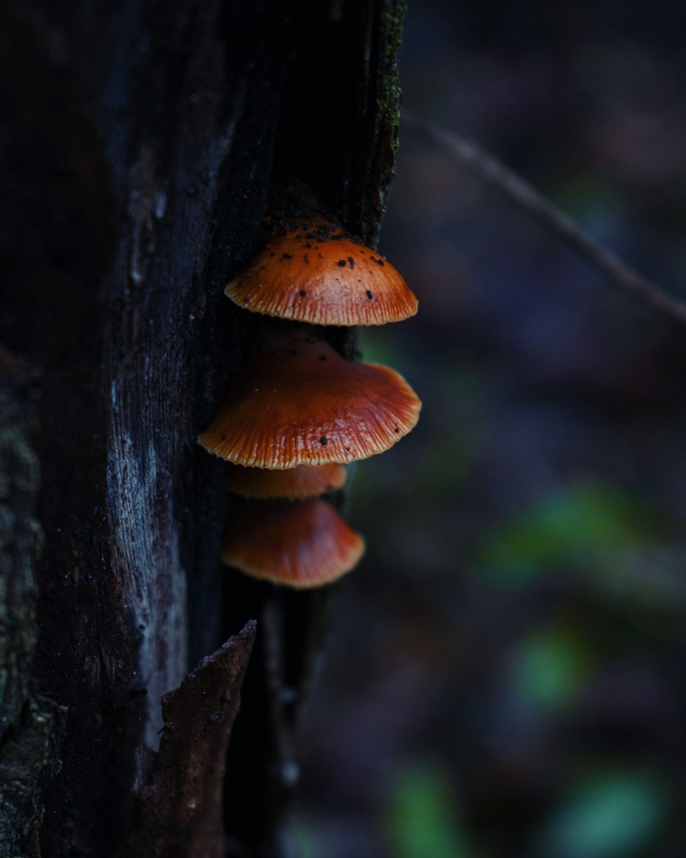 a group of mushrooms growing on the side of a tree