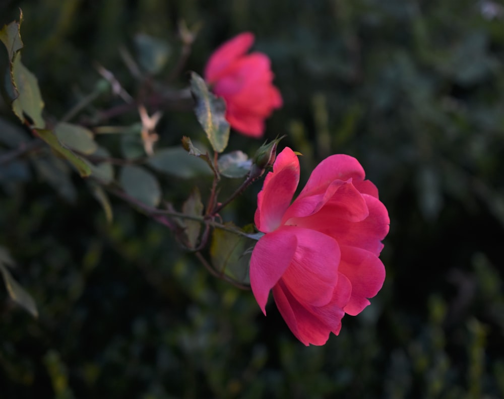 a close up of a pink flower with green leaves