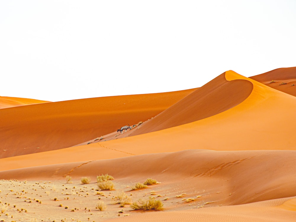 a group of people riding camels across a desert