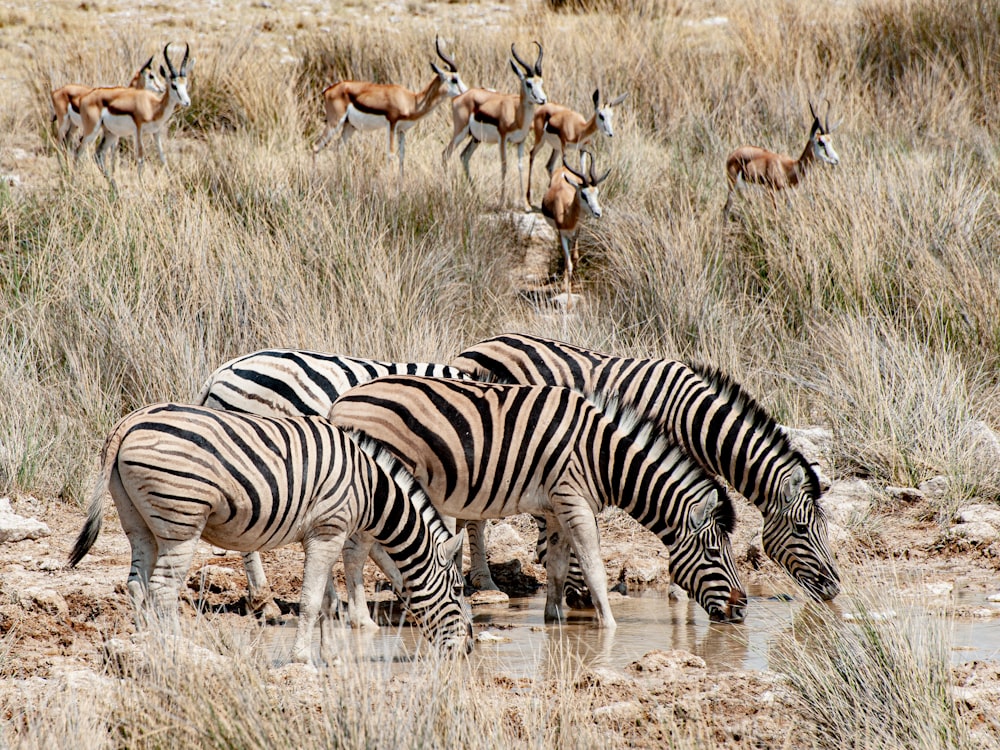 a herd of zebra drinking water from a pond