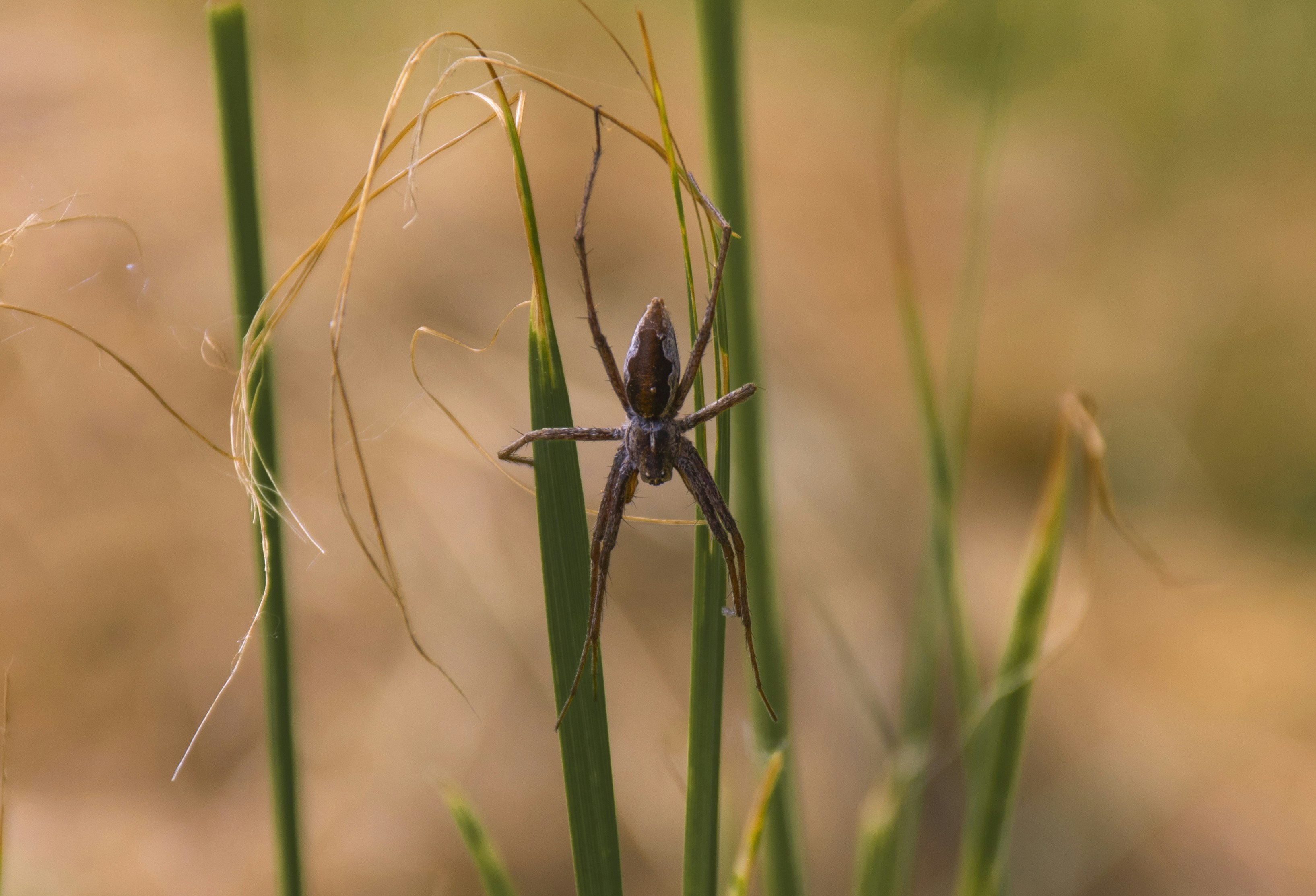 7. Nursery Web Spider (image credits: unsplash)