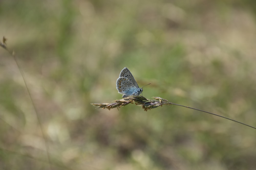 a small blue butterfly sitting on top of a plant