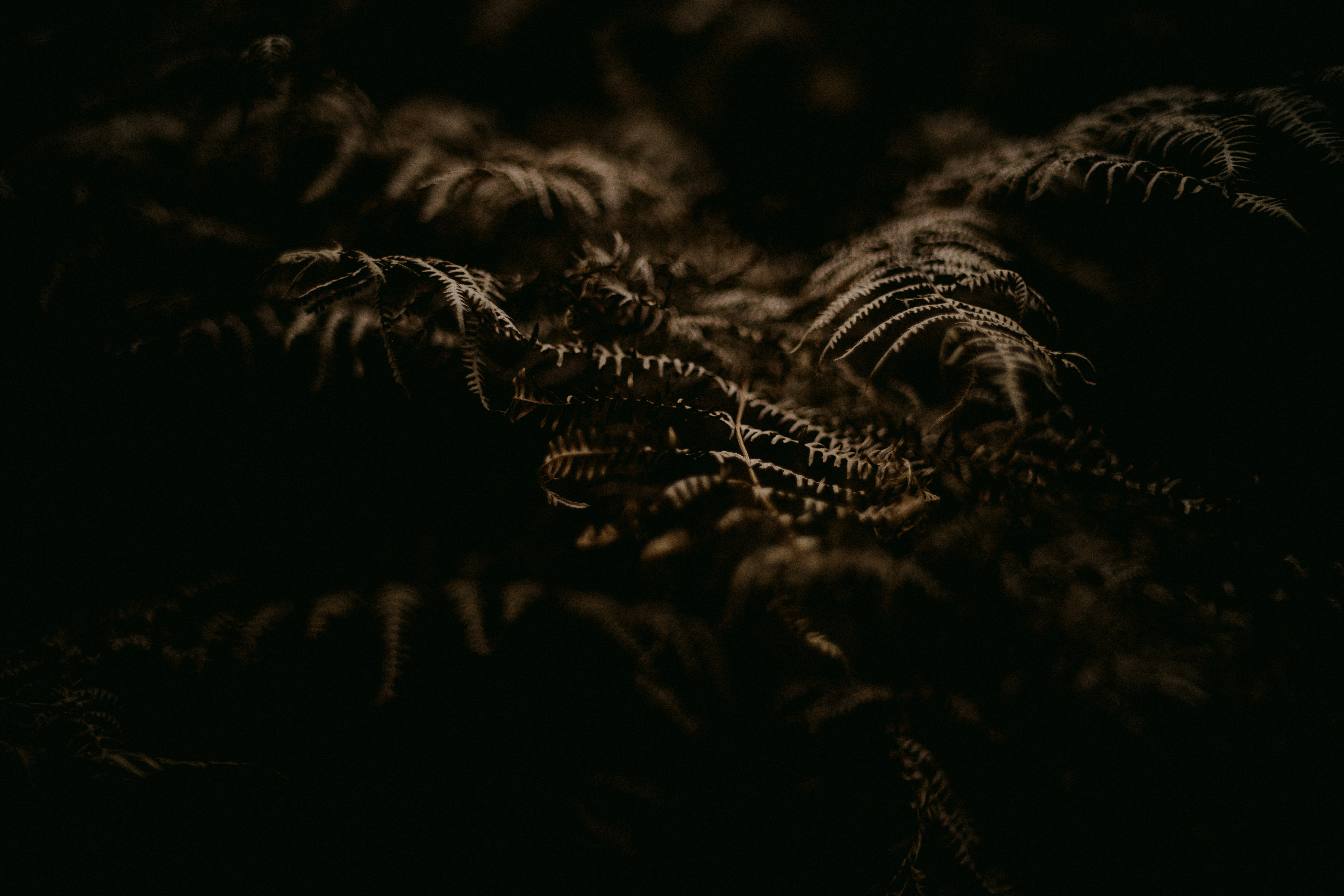 Photo by anniespratt