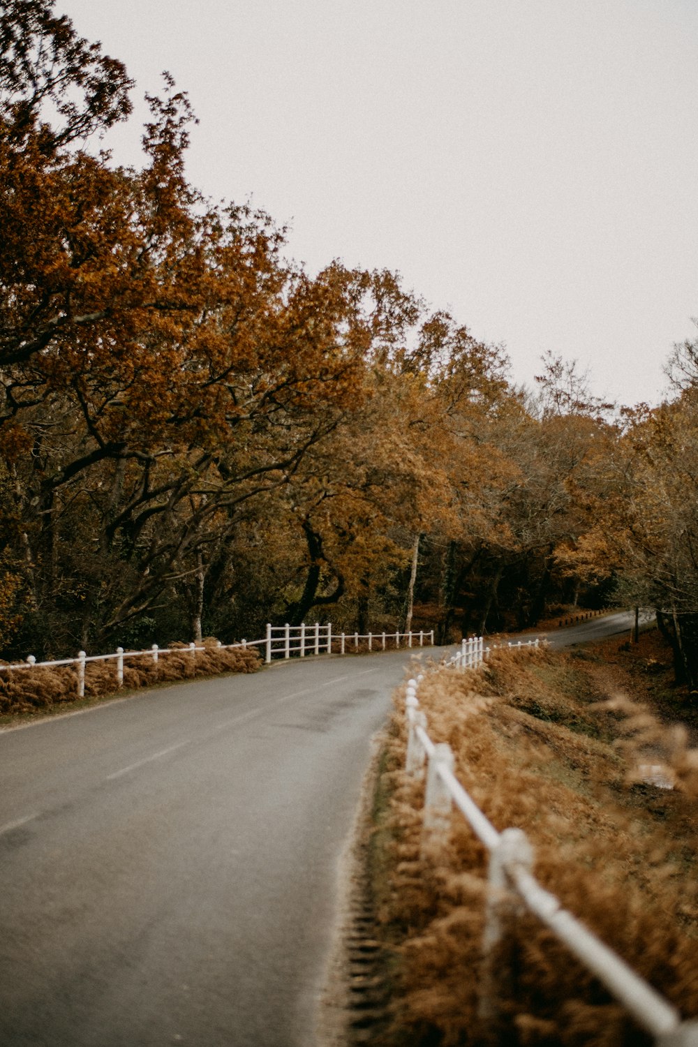 an empty road surrounded by trees and a white fence