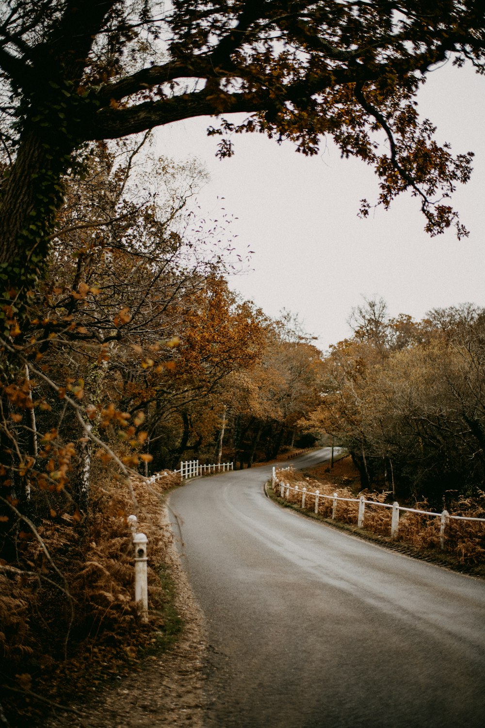 a winding road with a fence and trees in the background