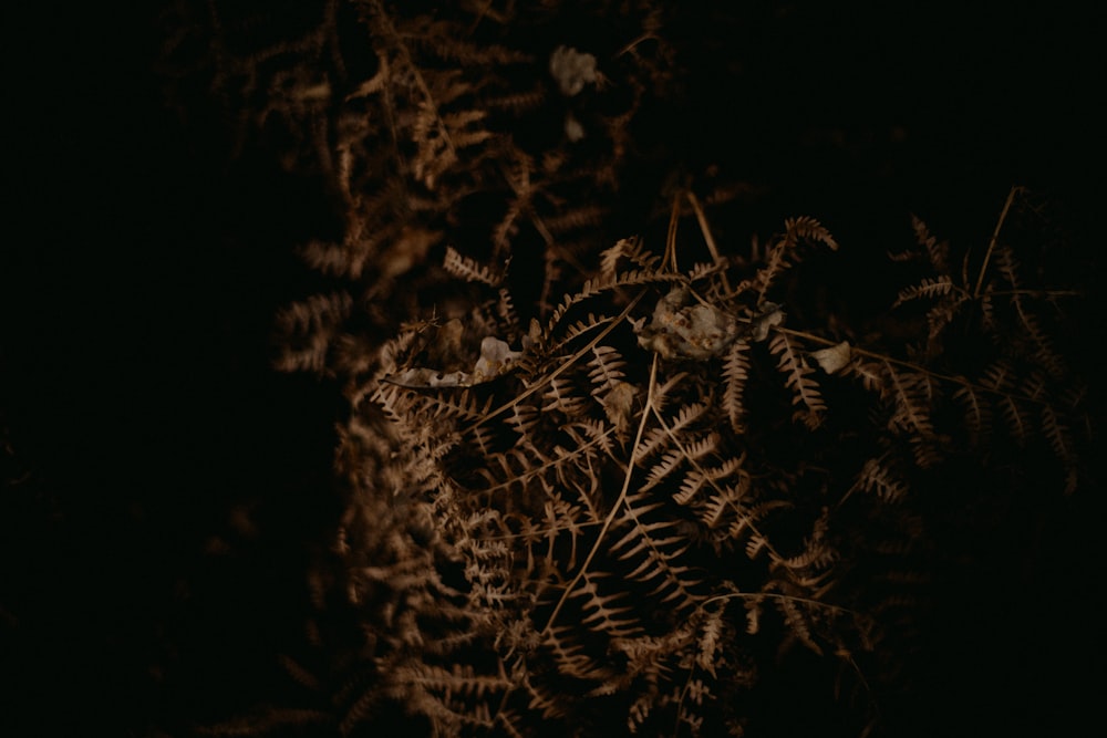 a bunch of plants that are in the dark