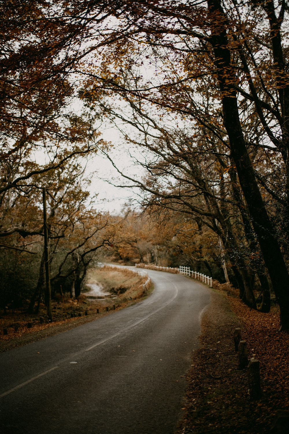 an empty road surrounded by trees in the fall