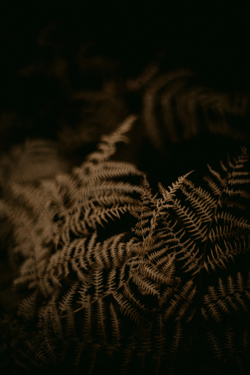 a close up of a fern leaf in the dark