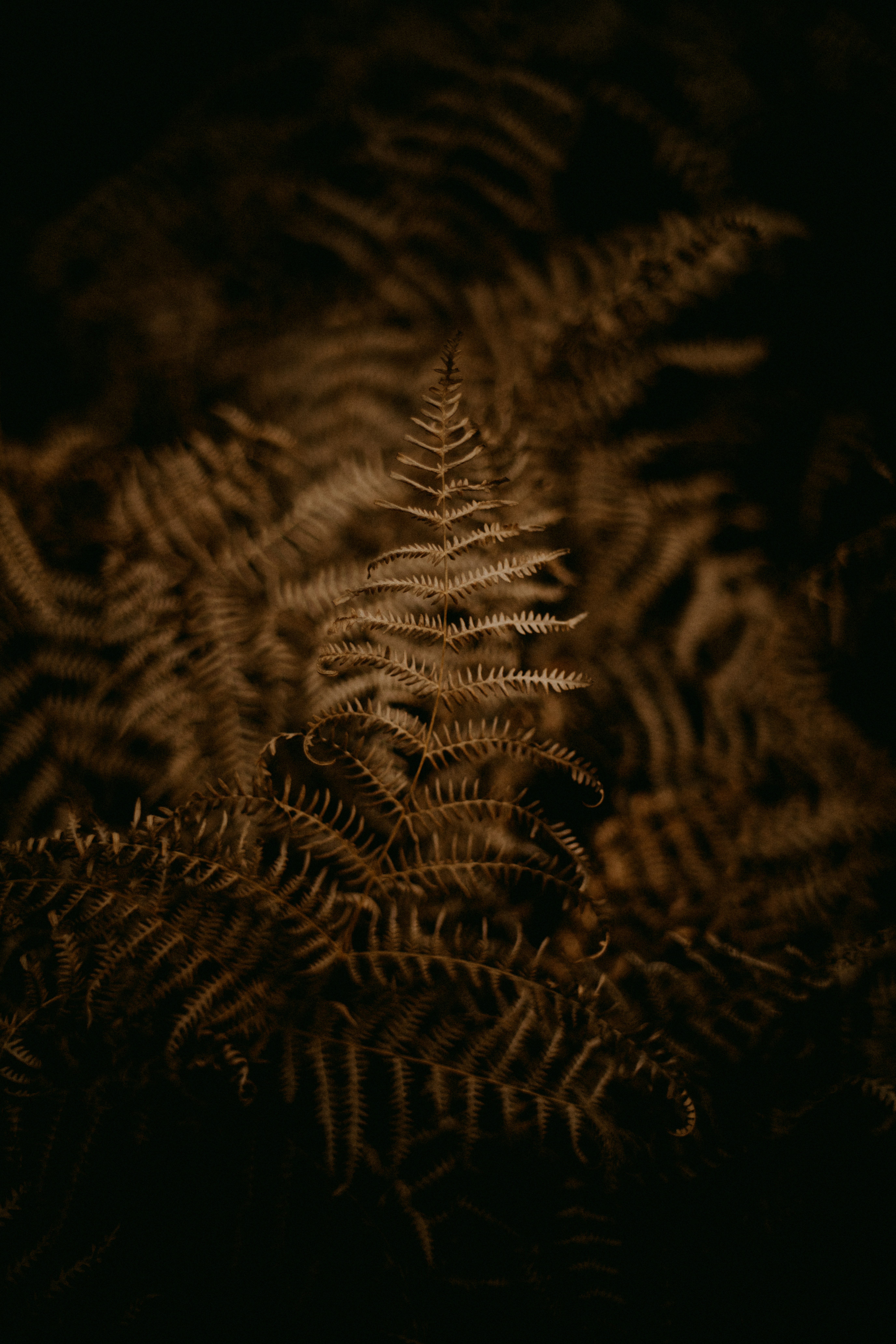 Photo by anniespratt