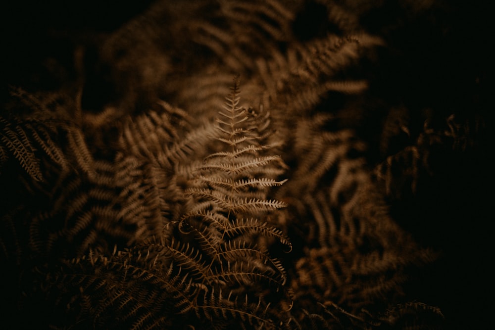 a close up of a fern plant in the dark
