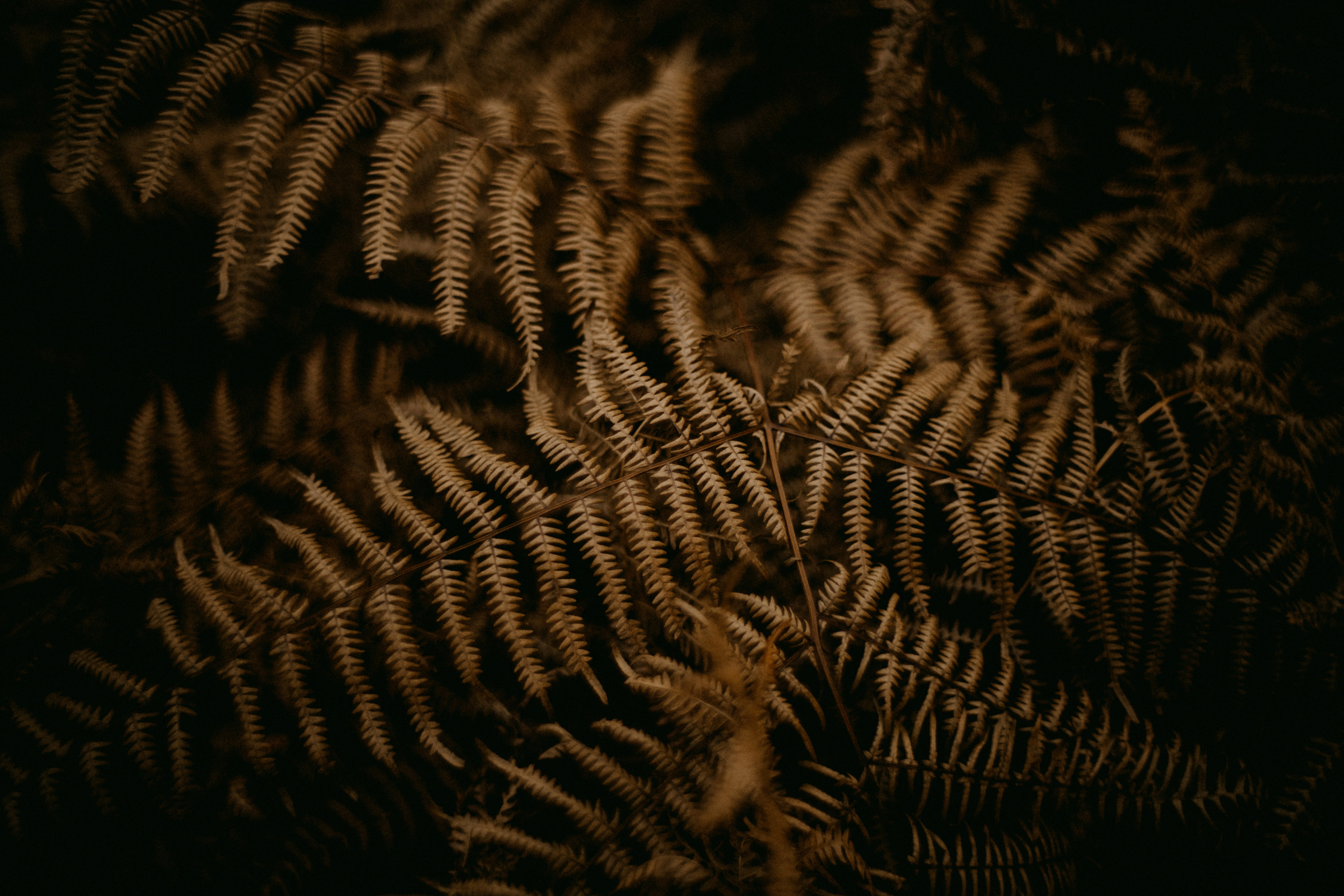 Photo by anniespratt