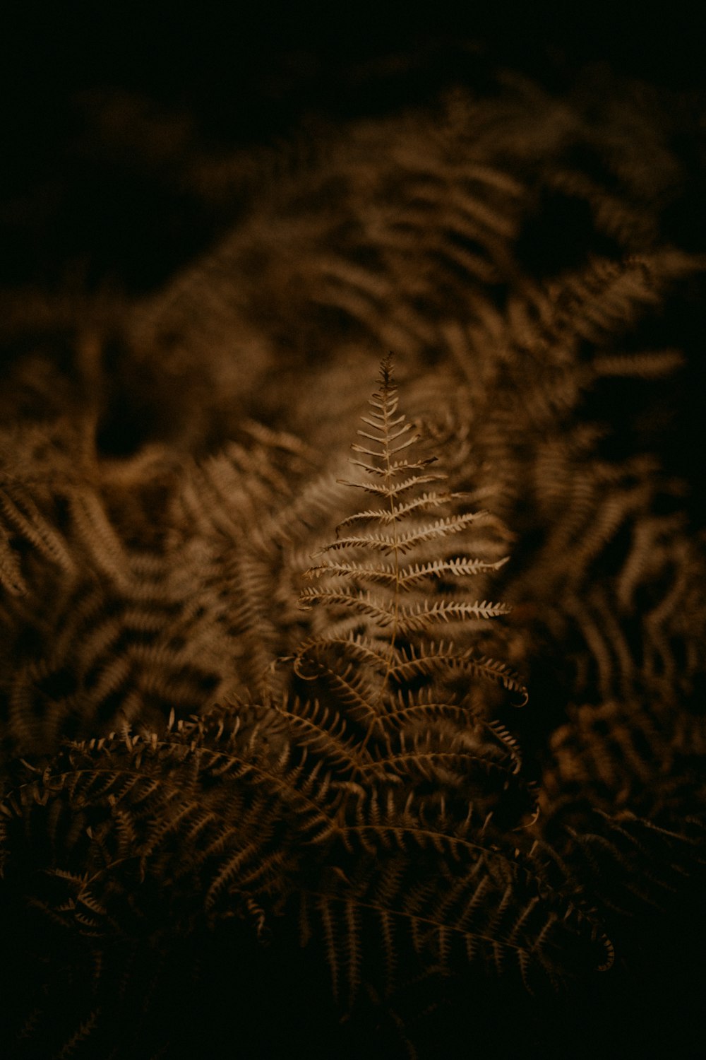 a close up of a fern plant in the dark