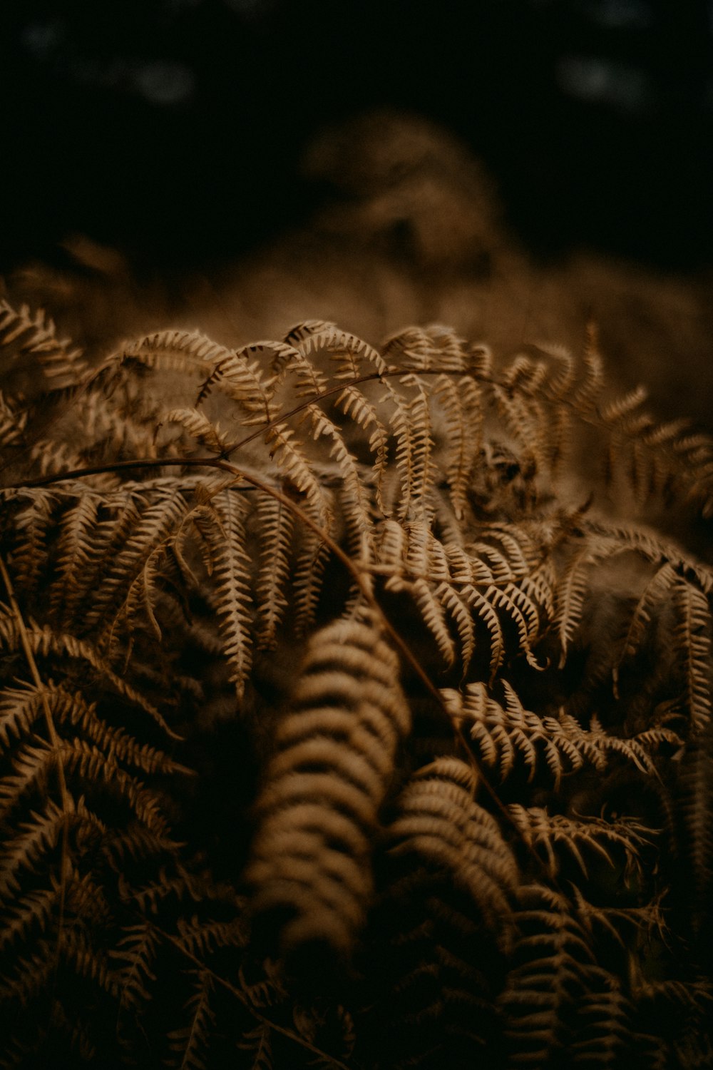 a close up of a bunch of ferns