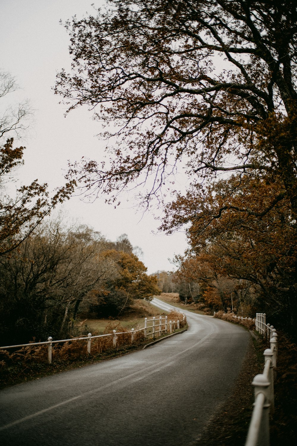 an empty road surrounded by trees and a fence