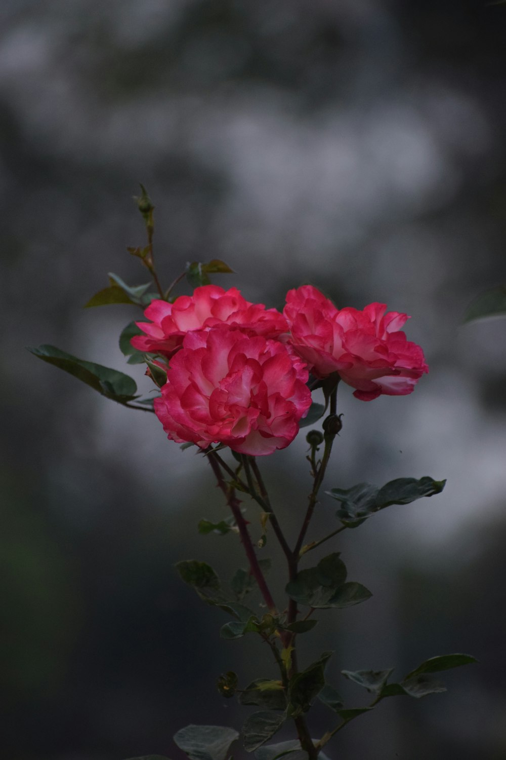 un fiore rosa con foglie verdi su un ramo