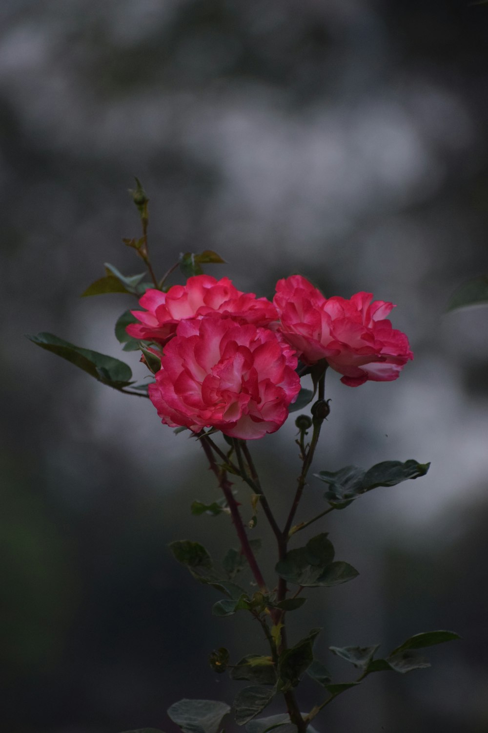 a pink flower with green leaves on a branch