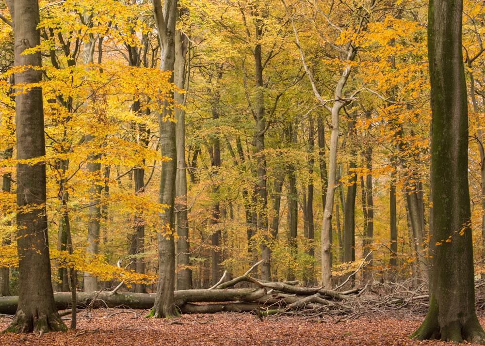 Un bosque lleno de muchos árboles cubiertos de hojas