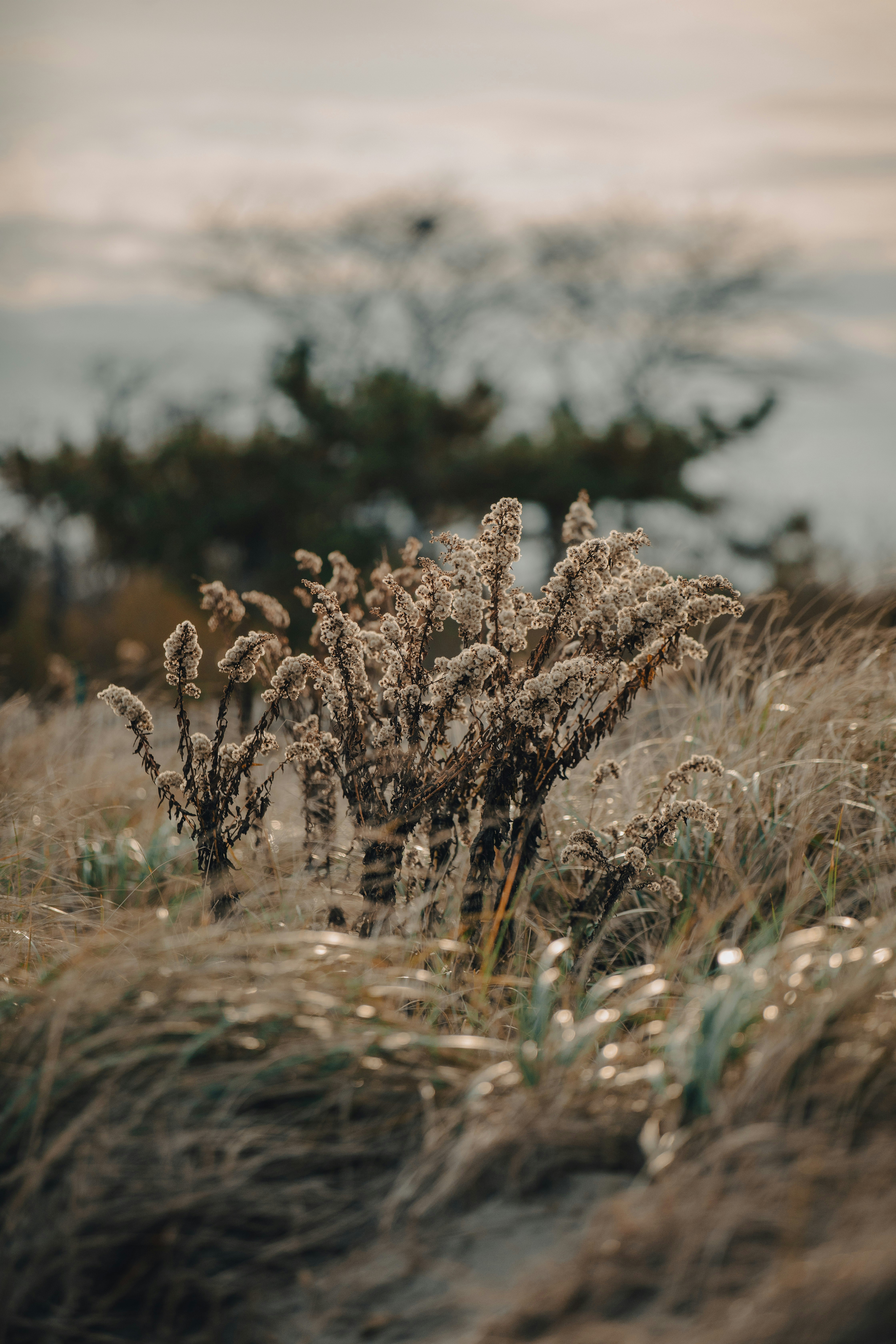 a bunch of plants that are in the grass