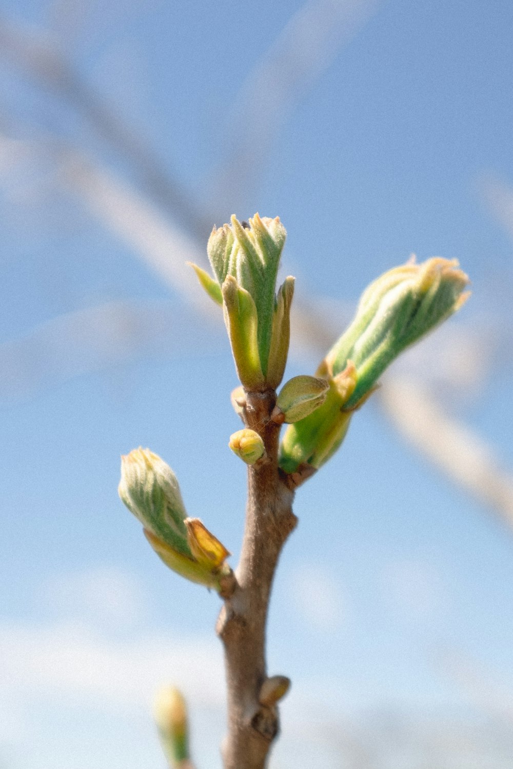 a close up of a tree branch with buds