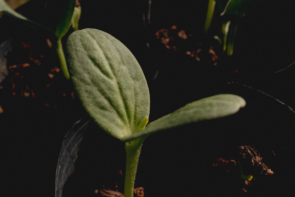 un gros plan d’une plante avec des feuilles