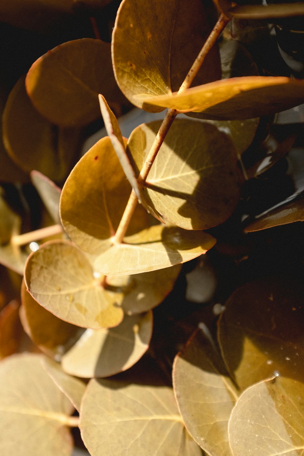 a close up of a bunch of leaves on a tree