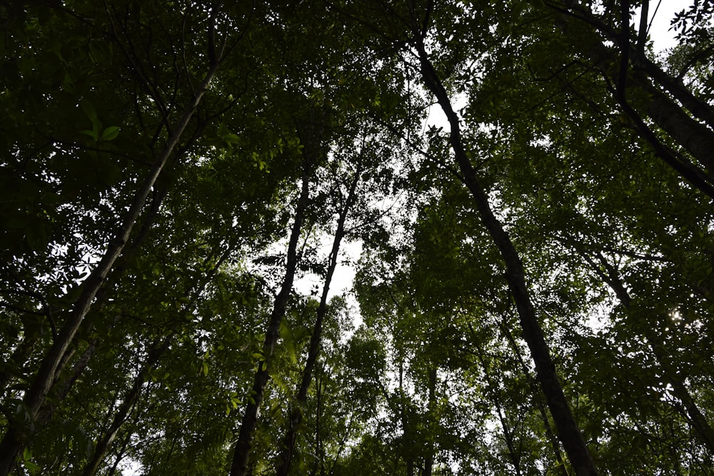 looking up at the tops of trees in a forest