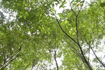 A canopy of lush green leaves covering the sky, with light filtering through the dense foliage. Tall, slender tree trunks support the vibrant greenery, creating a serene and natural atmosphere.