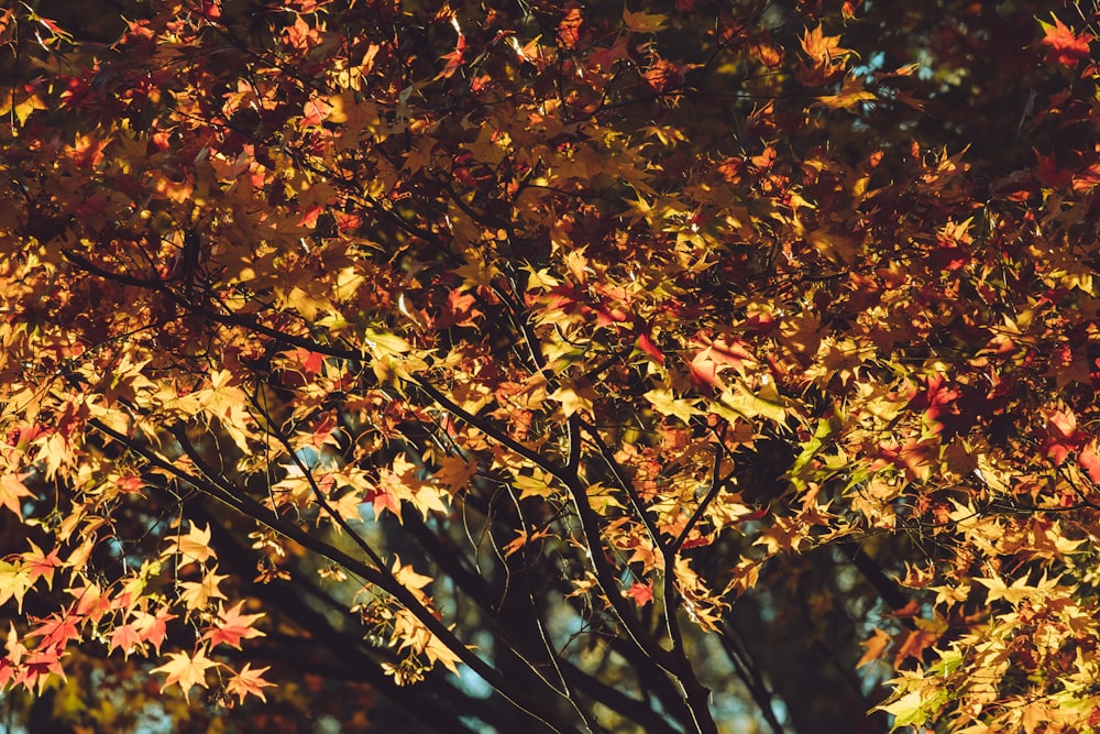 a close up of a tree with lots of leaves